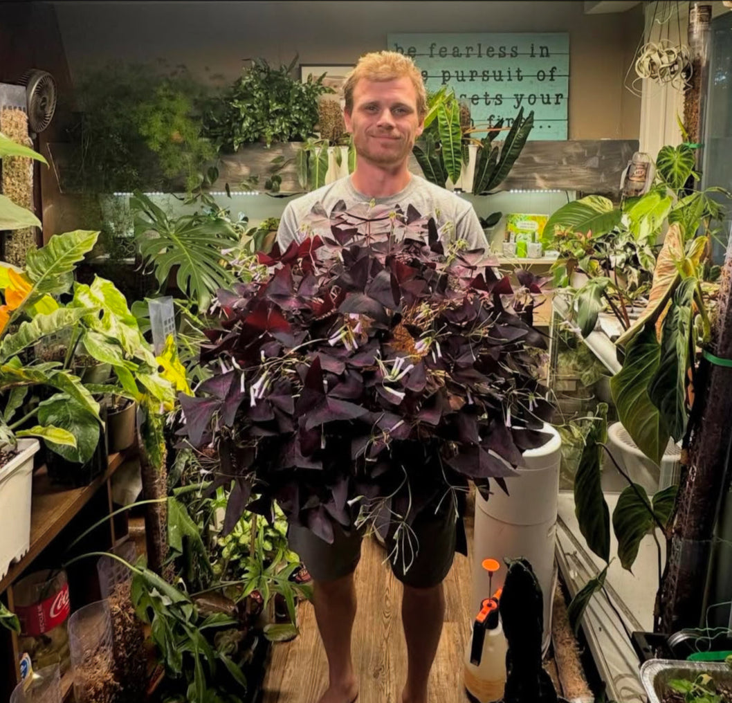 Man holding a large purple leafy plant in a greenhouse setting